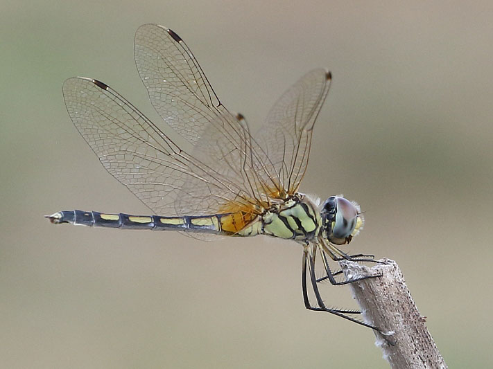 J19_9107 Trithemis pallidinervis female.JPG